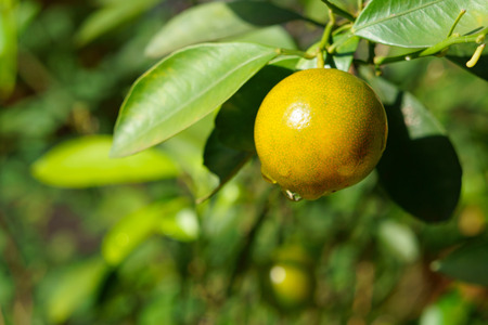 Kumquat fruit and rain dropsの写真素材