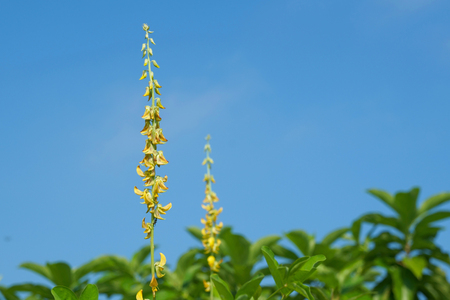Tiny flowers in the field against a bright blue skyの写真素材