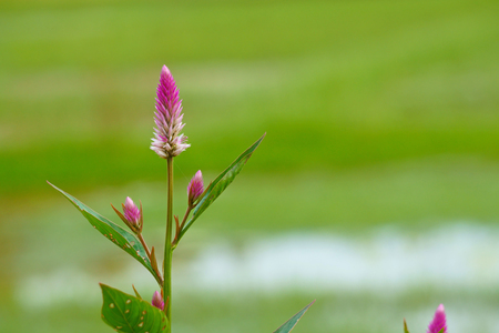 Cockscomb flowers on the natural green background in the fieldの写真素材