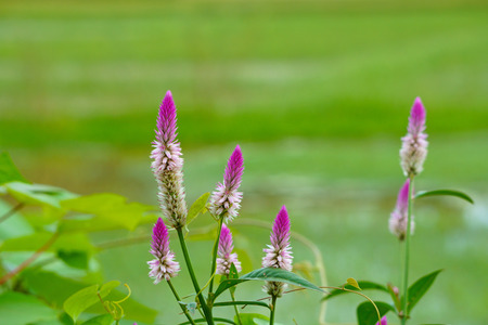 Cockscomb flowers on the natural green background in the fieldの写真素材