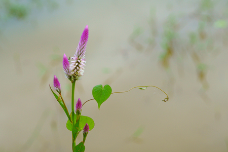 Cockscomb flowers with heart shaped leaves of vinesの写真素材
