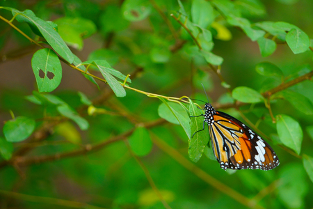 Butterfly clinging to leaves at the fenceの写真素材