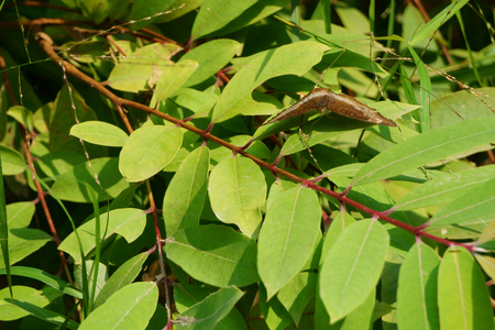 Butterfly with leaves on the hillsideの写真素材