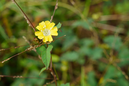 Beautiful flowers of the countryside. Merremia hederaceaの写真素材