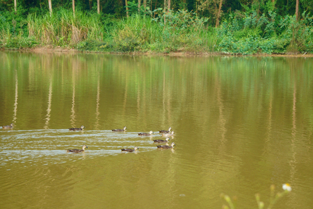Ducks swimming on the lakeの写真素材