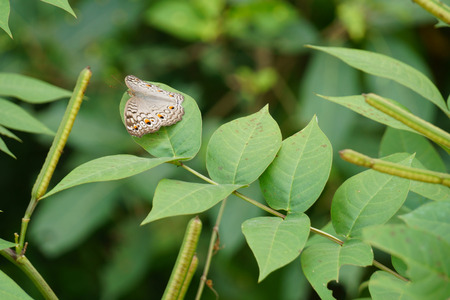 Butterfly and green leafy backgroundの写真素材