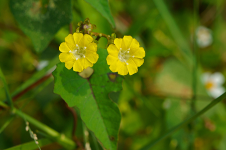 Yellow flowers in the early sunshine, Merremia hederaceaの写真素材