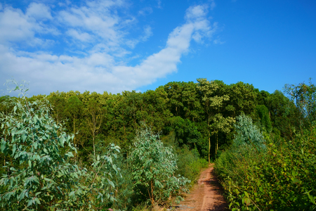 Tree hill and sky on a fall afternoonの写真素材