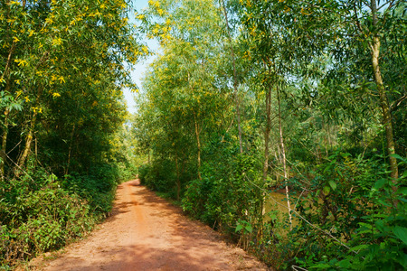 Village road on a beautiful autumn dayの写真素材