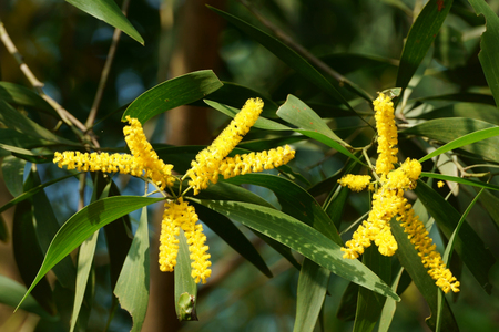 Acacia yellow flowers bloom in autumn morningの写真素材