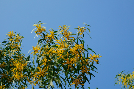 Acacia yellow flowers with blue sky backgroundの写真素材