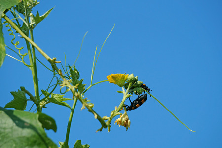 Luffa cylindrica flower and orange blister beetlesの写真素材