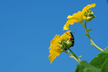 Orange blister beetle cling to the luffa flowerの写真素材