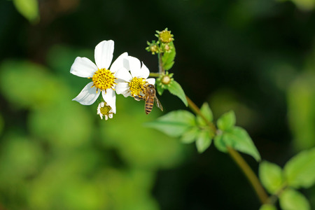 Bee and bidens pilosa flowers in spring afternoonの写真素材