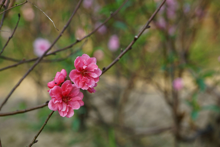 Peach blossom. Flower of springの写真素材