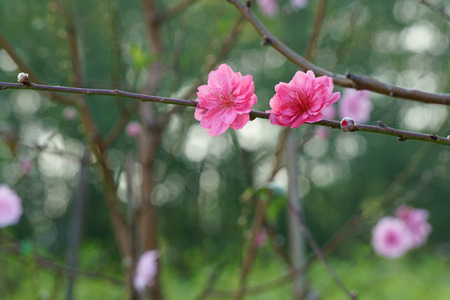 Branch of peach blossom in spring gardenの写真素材