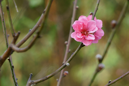 Flower blooming in spring. Peach blossomの写真素材