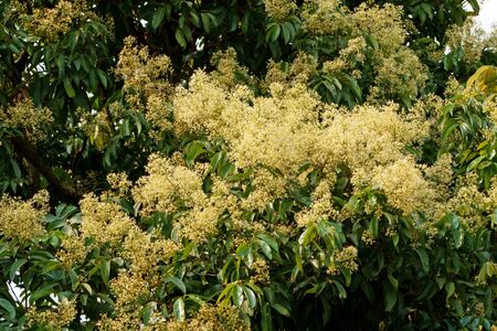 Lychee flowers blossoming on green leaves backgroundsの写真素材