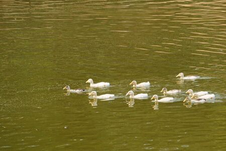 Ducks look for food in the pond. Rural sceneの写真素材