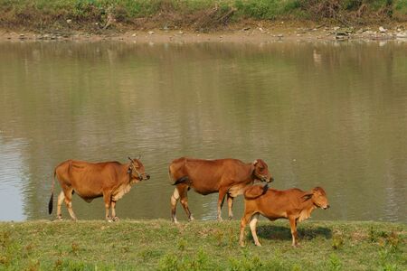 Cows stand at the river bank in the sunny afternoonの写真素材