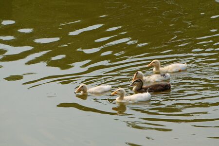 Ducks swim in the pond in the afternoonの写真素材