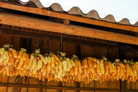 the seed corn for the next crop of farmersの写真素材