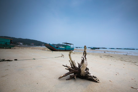 old ship and dry treeの写真素材