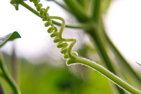 wire gourds, squash stringsの写真素材