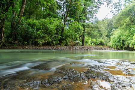 stream in the woods