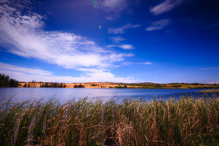 At the grass by the lake and sand dunesの写真素材