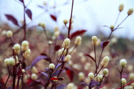 wild flowers and green grass by the lake