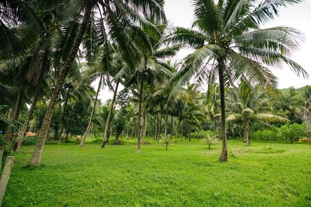 Coconut trees in rural Vietnamの写真素材