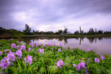 Water Hyacinth (Eichhornia crassipes)の写真素材