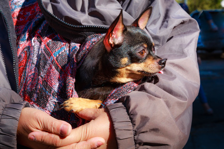 Dog pet chihuahiuaの写真素材