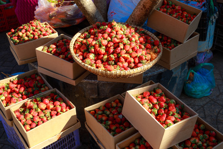 Strawberry harvestの写真素材