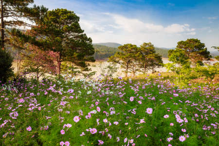 Field of daisiesの写真素材