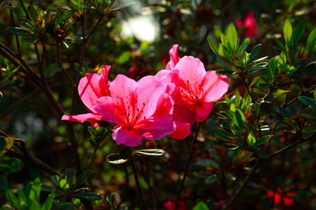 Wild peonyの写真素材