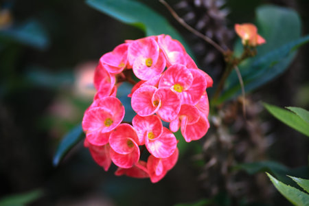Euphorbia milii