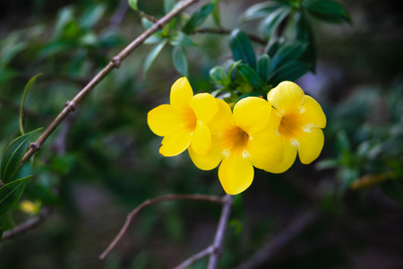 Golden trumpetの写真素材