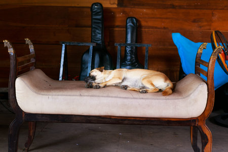 Dog sleeping on the sofaの写真素材