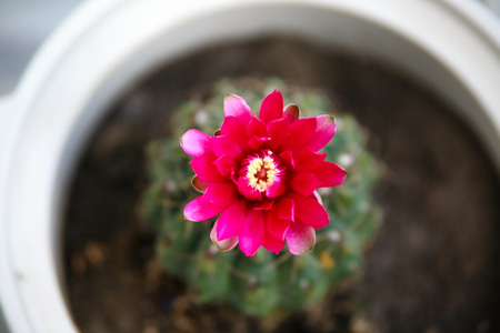 Pink cactus flowerの写真素材