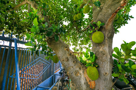 Jackfruit