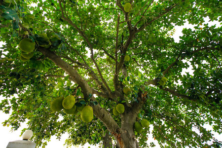 Jackfruit