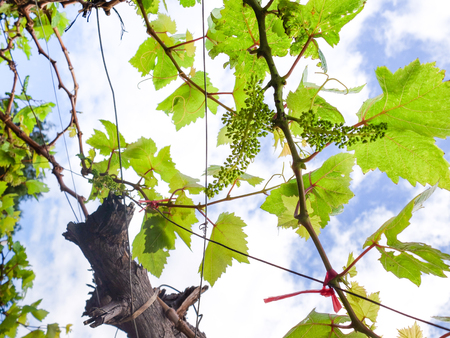 Young vine grapes formingの写真素材