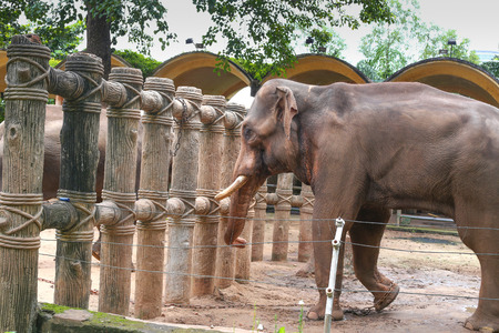 Elephant in zooの写真素材