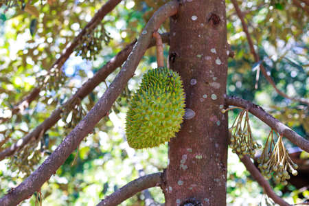 durian treeの写真素材