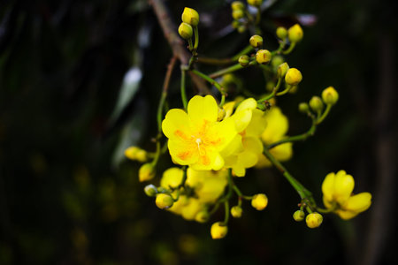 Cochlospermum regiumの写真素材