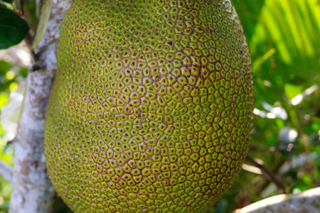 Jackfruit