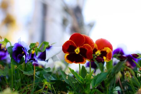 Tricolor pansy flower plant natural background, summer timeの写真素材