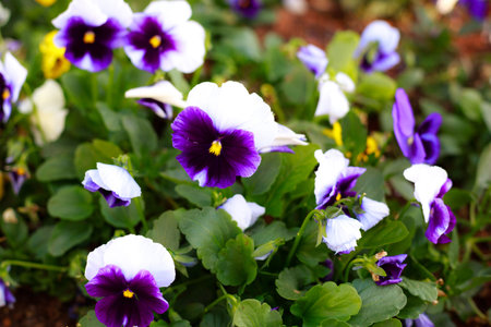 Tricolor pansy flower plant natural background, summer time